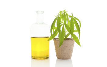 Cannabisolie – forskellen på CBD-olie og THC-olie Cannabisolie